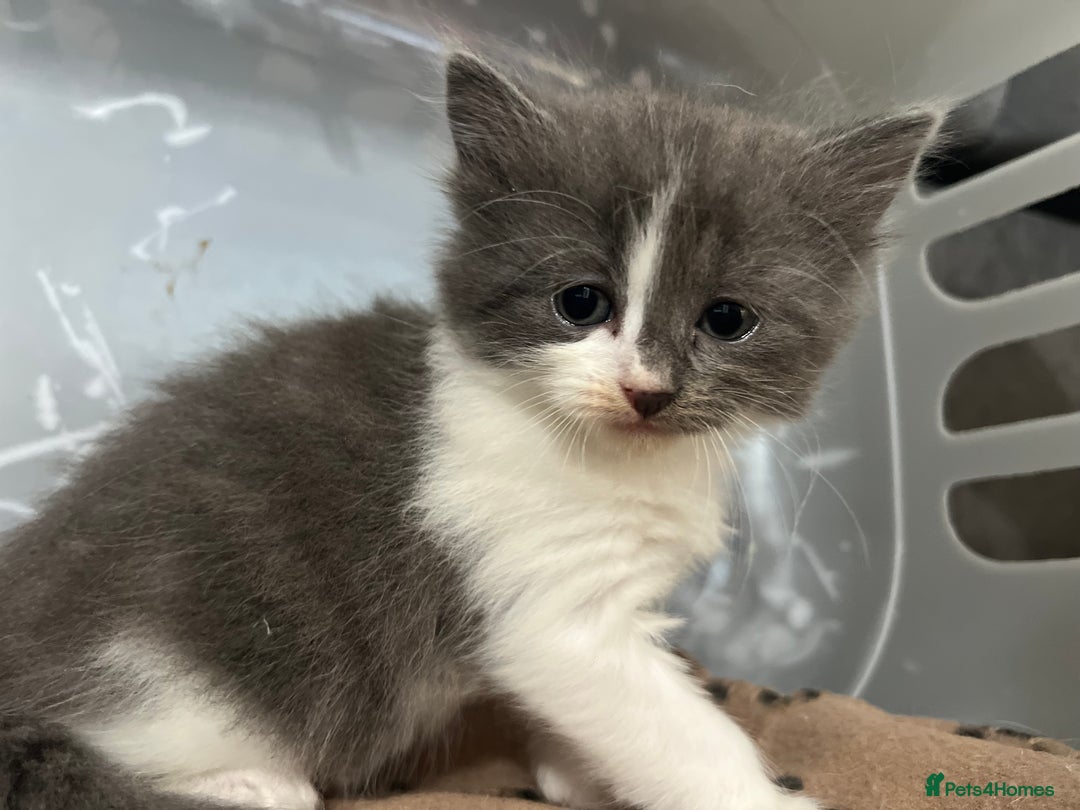Mixed Breed cats for sale: Beautiful fluffy kittens  - Image 9