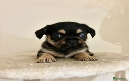 Mixed Breed dogs for sale: 3 gorgeous pups ready now - Image 5