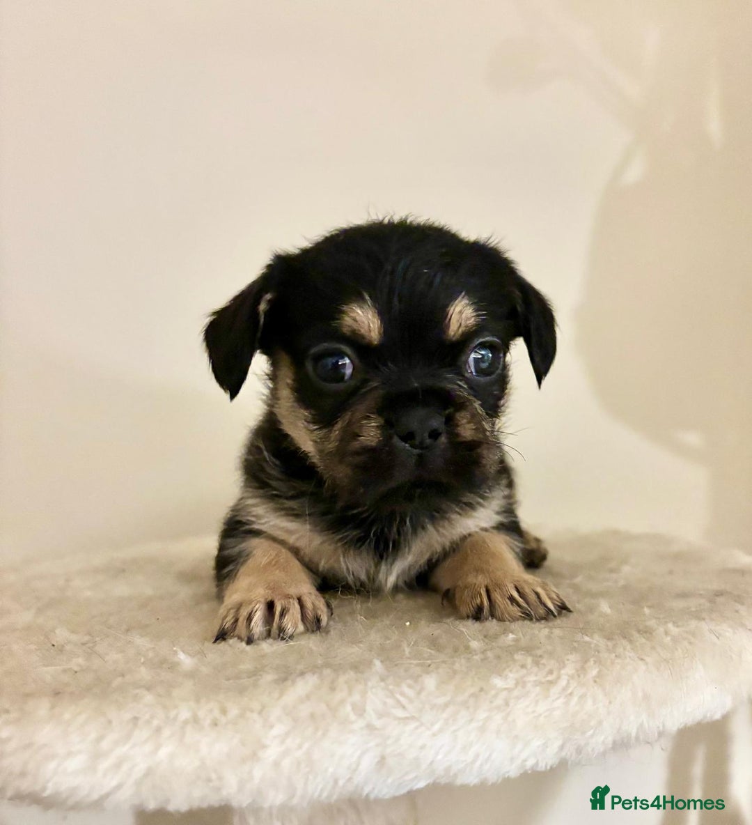 Mixed Breed dogs for sale: 3 gorgeous pups ready now - Image 5