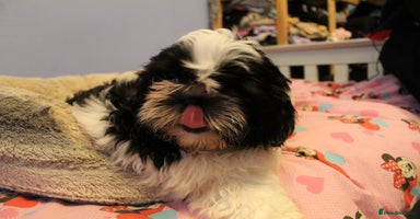 Shih Tzu dogs - Advert 12