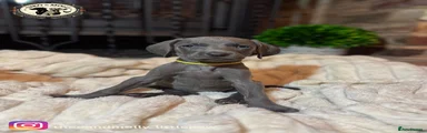Weimaraner 8