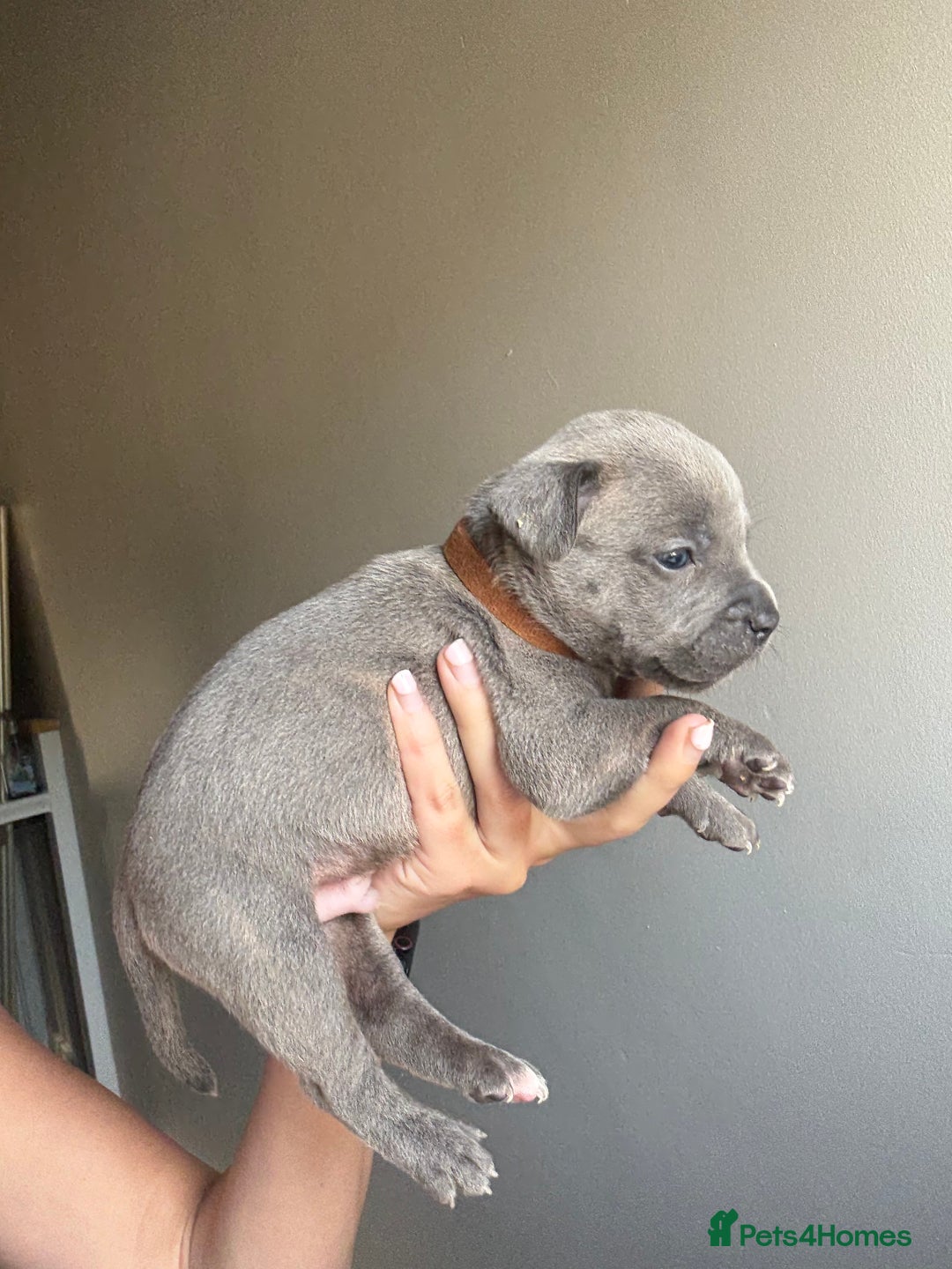 Mixed Breed dogs for sale: Frenchie x Staffy puppies  - Image 19