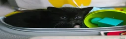 Mixed Breed cats for sale: Mixed breed kittens for sale in Croydon - Advert 8