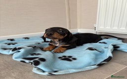 Miniature Dachshund dogs for sale: Beautiful miniature dachshund  - Image 2