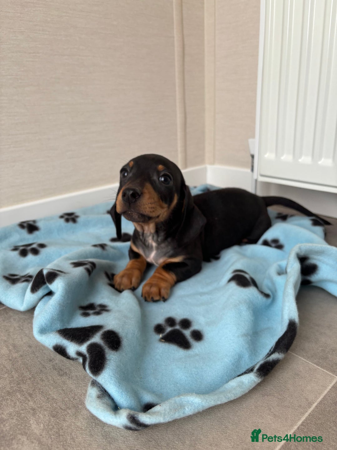 Miniature Dachshund dogs for sale: Beautiful miniature dachshund  - Image 2