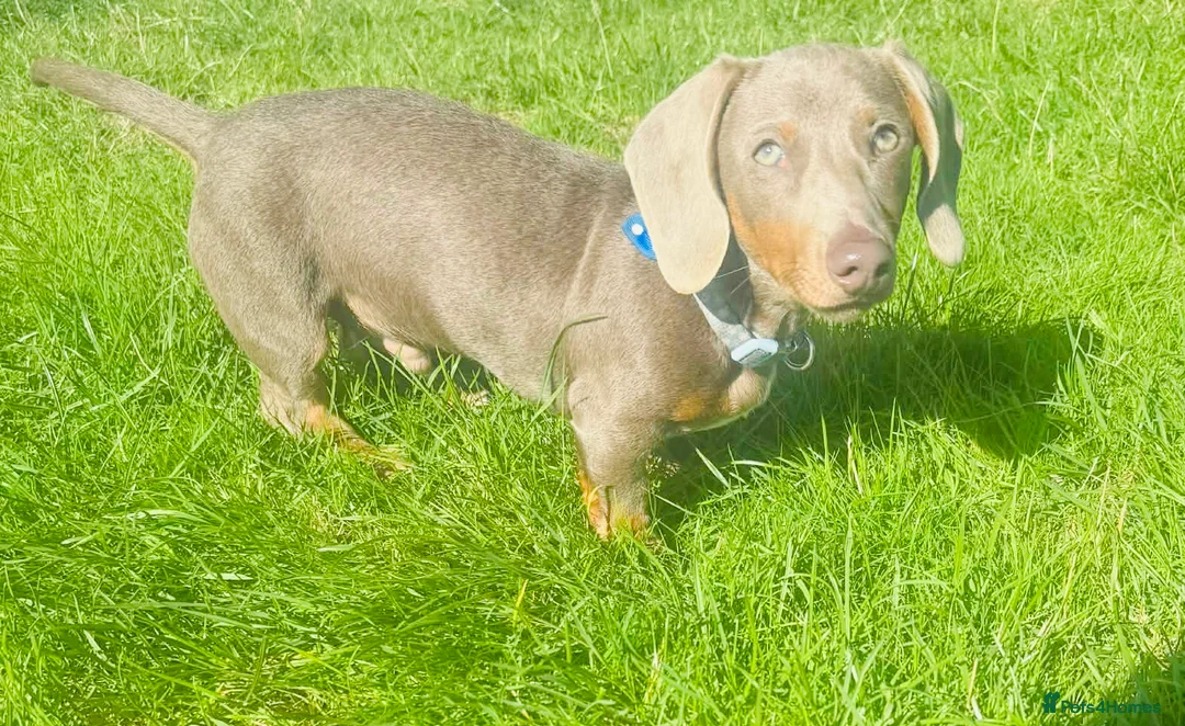 Miniature Dachshund dogs for sale: How handsome ❤️ - Advert 2