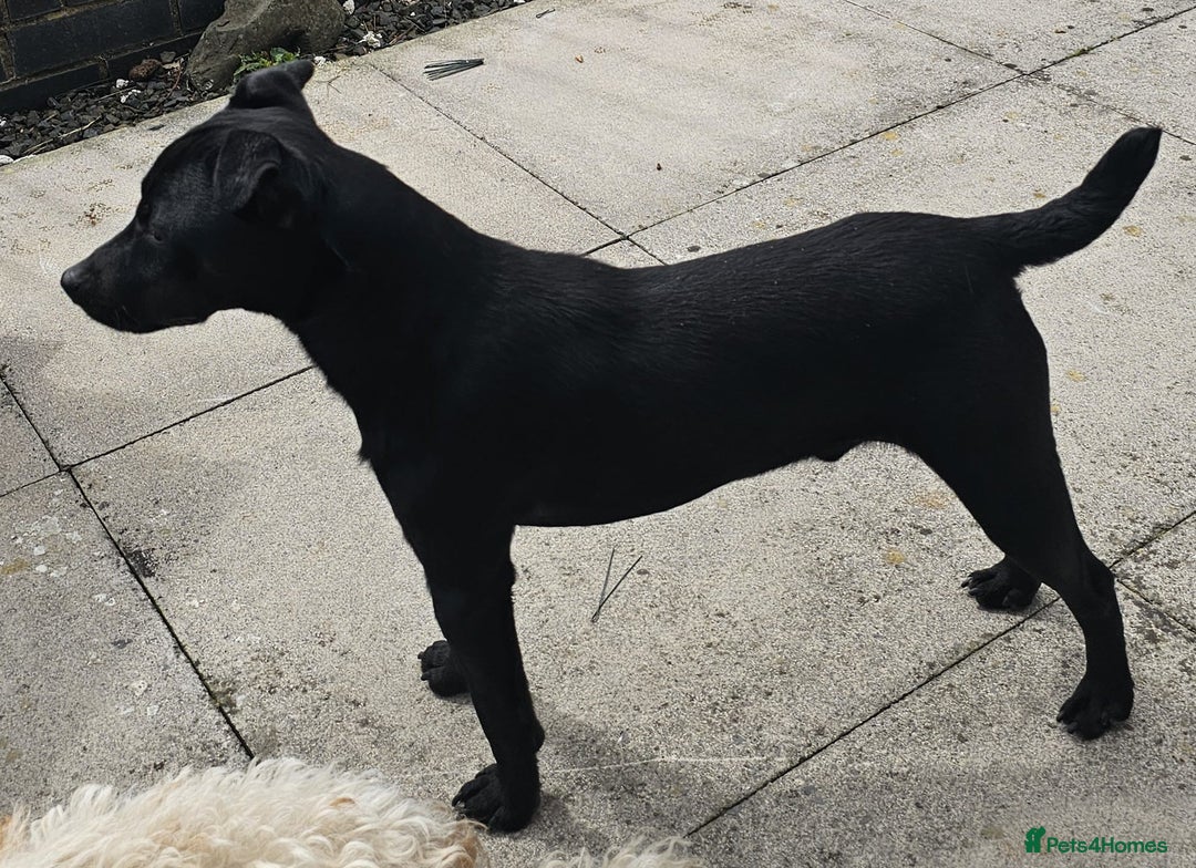 Patterjack dogs for sale: Patterjack Pups - Image 12