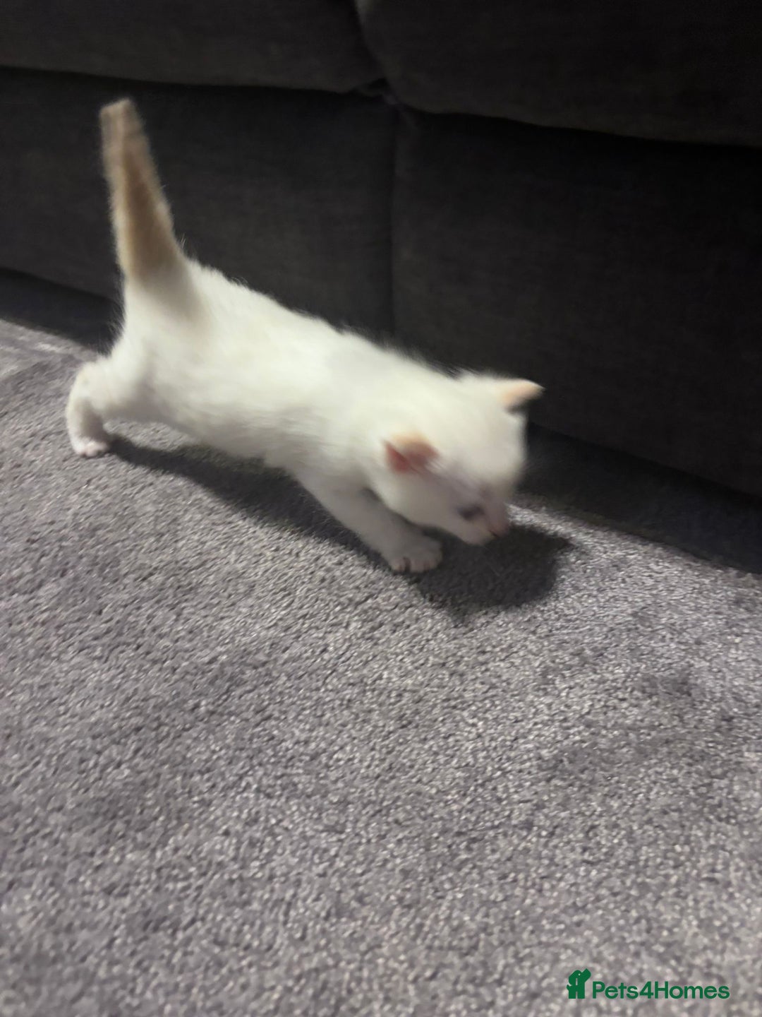 Mixed Breed cats for sale: Gorgeous fully kittens  - Advert 5