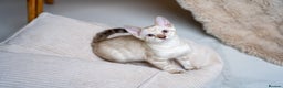 Bengal cats for sale: GOOBER-Snow Lynx Pure Bengal-TICA REG.-Playful boy - Advert 5