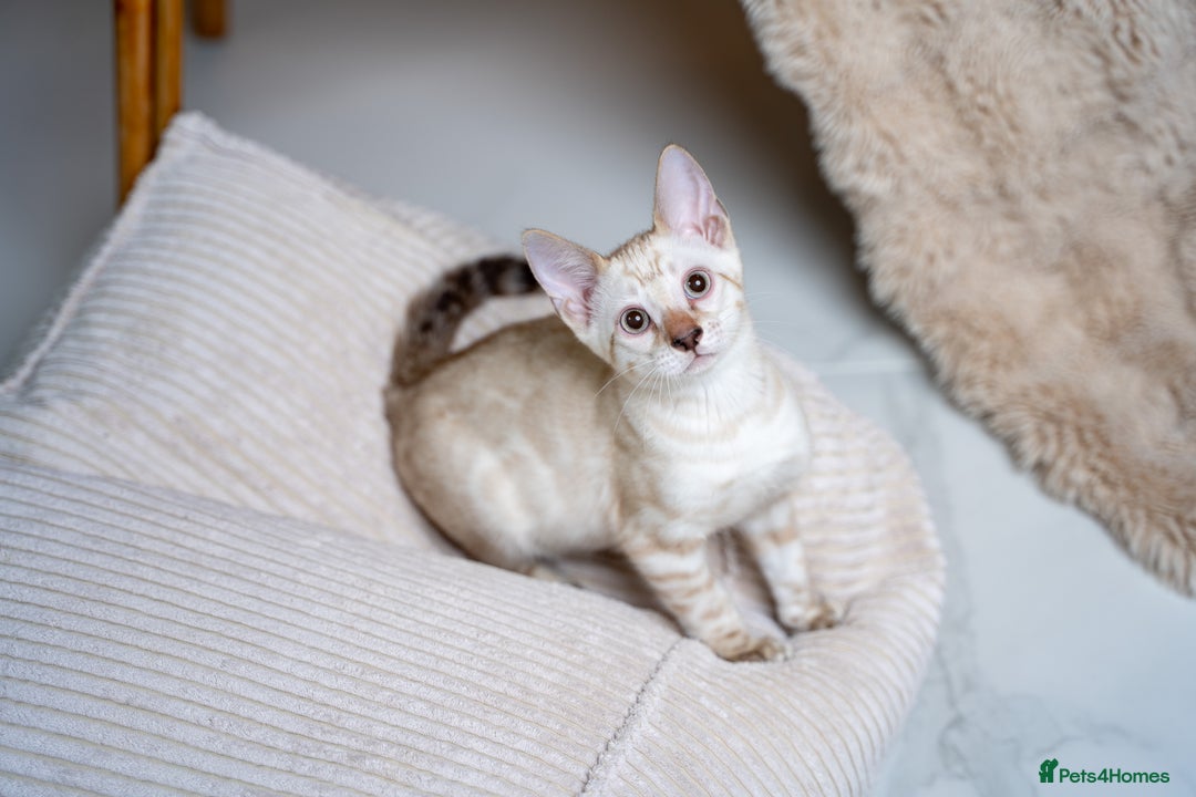 Bengal cats for sale: GOOBER-Snow Lynx Pure Bengal-TICA REG.-Playful boy - Advert 5