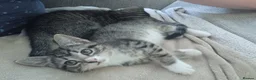 Mixed Breed cats for sale: Quater bengal and the rest tabby  - Advert 2