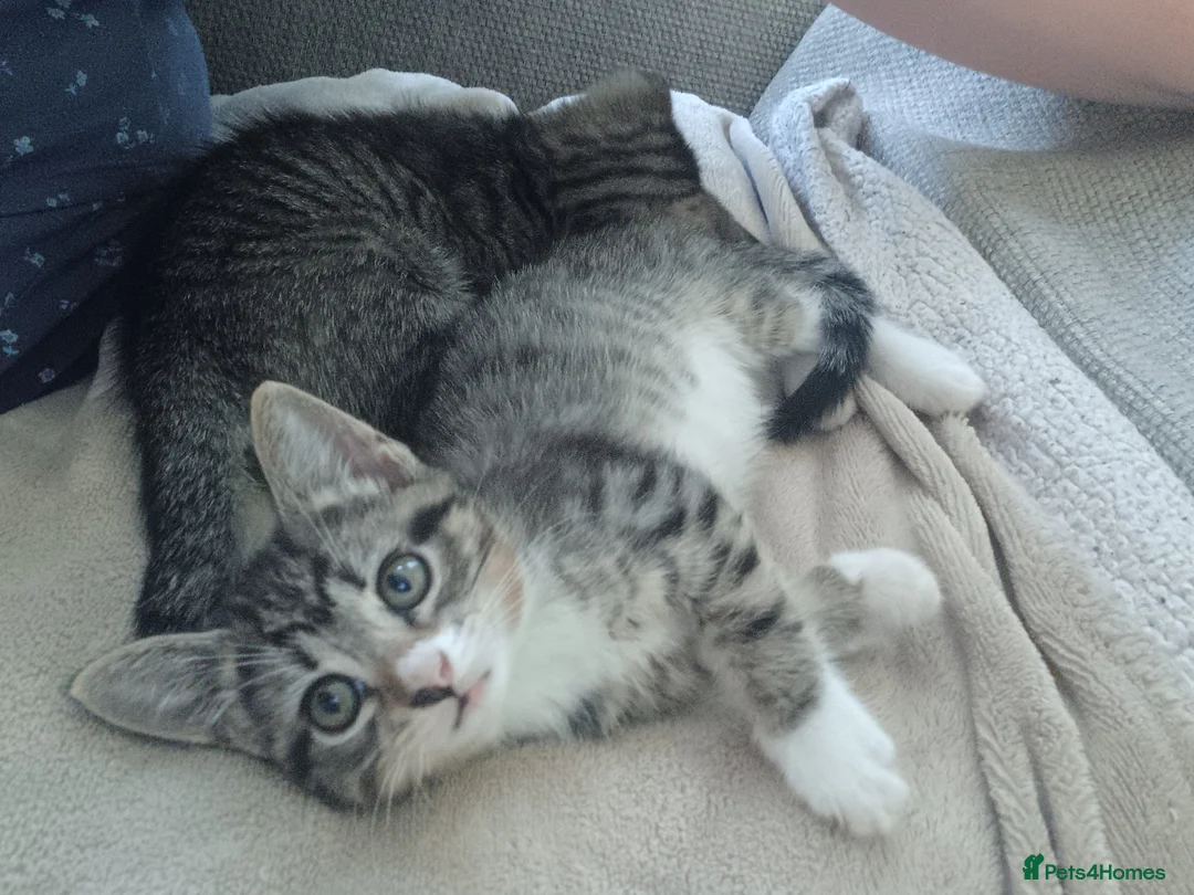 Mixed Breed cats for sale: Quater bengal and the rest tabby  - Advert 2