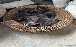 British Longhair cats for sale: Wonderful litter of black kittens. - Image 1