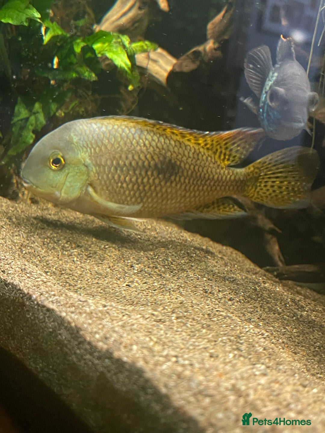 Cichlids fish for sale: Nicaraguan cichlid  - Advert 2
