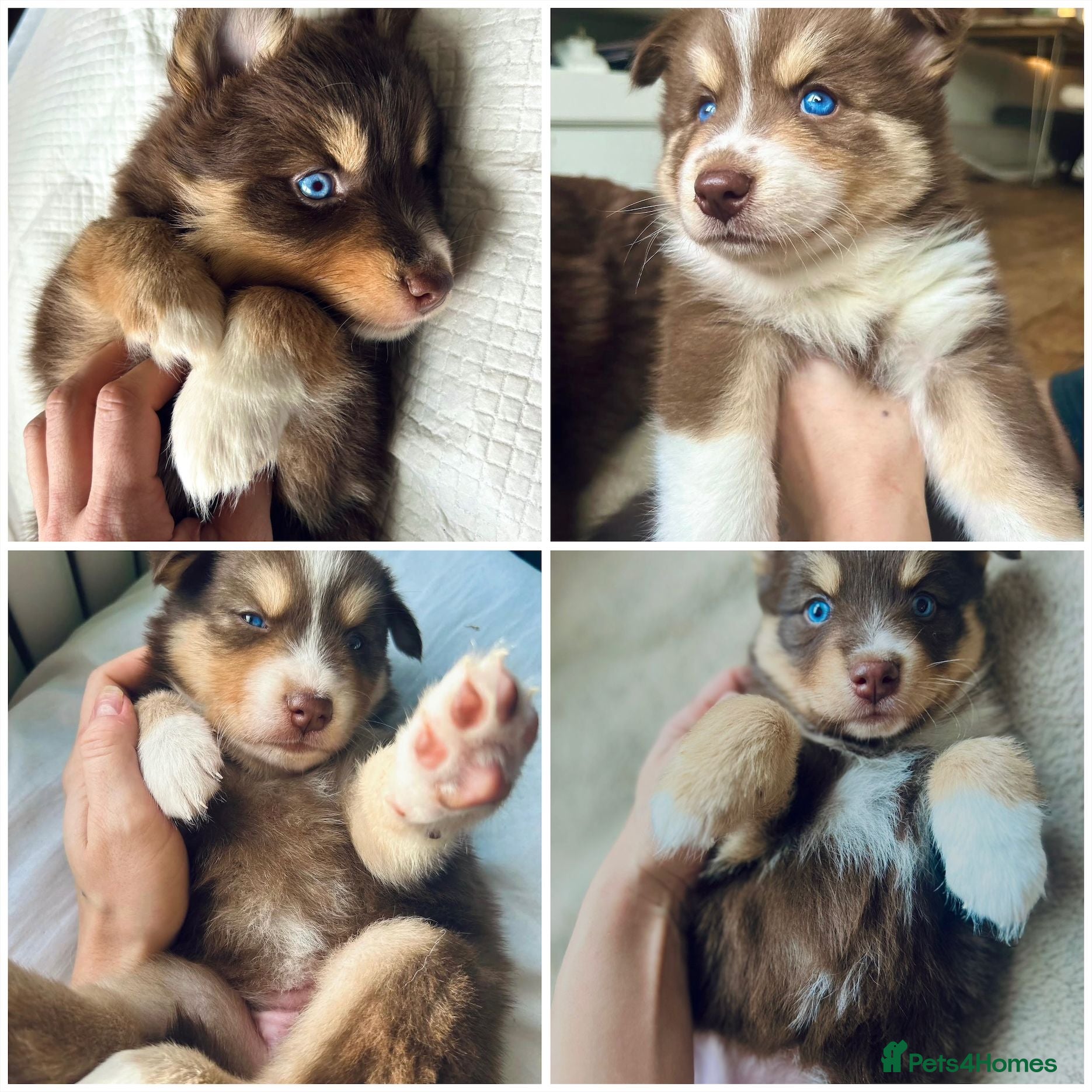 Pomsky dogs F3 Rare Chocolate Pomsky Puppies - Health Tested - Advert 1