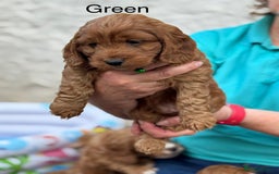 Cockapoo dogs for sale: F1 Toy Cockapoo’s in richest red ❤️ - Image 24
