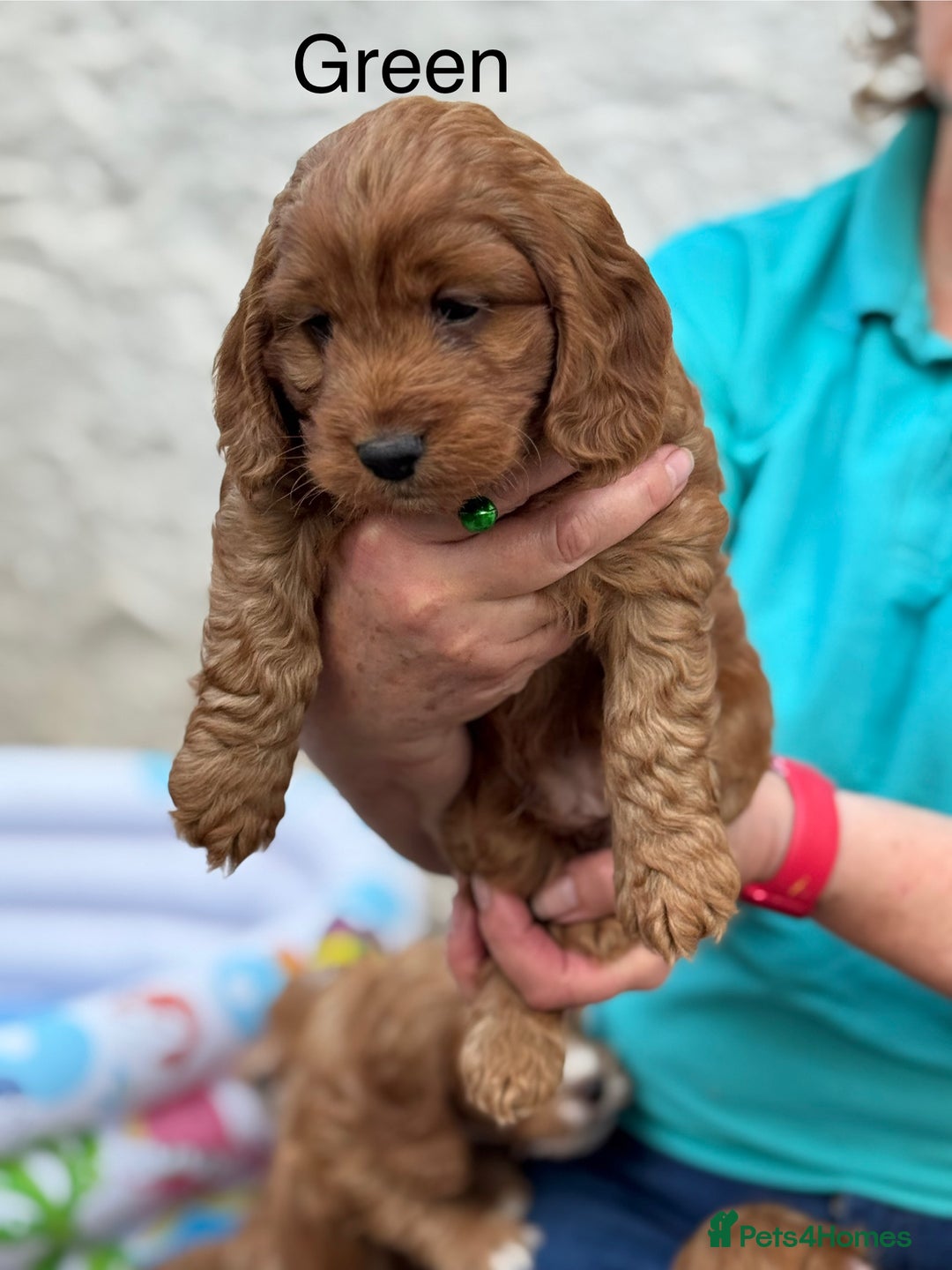 Cockapoo dogs for sale: F1 Toy Cockapoo’s in richest red ❤️ - Image 24