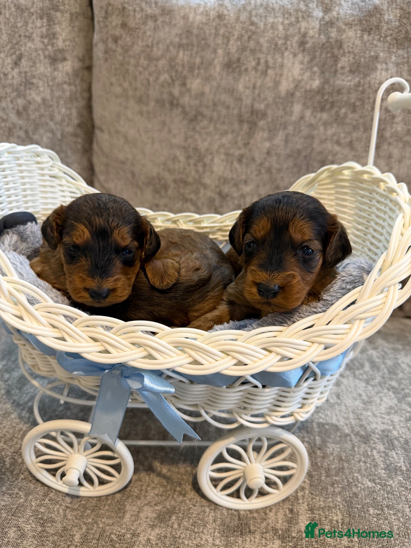 Cockapoo dogs beautiful f1 cockapoo’s - Advert 1
