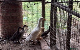 Ducks poultry for sale: Pure Indian running ducklings - Image 1