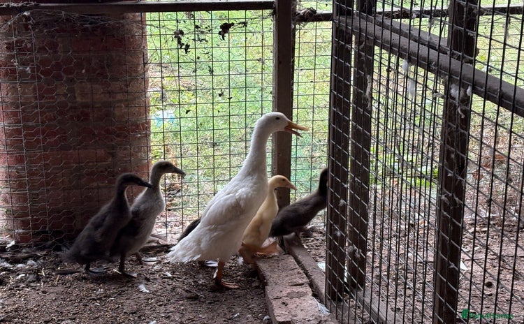 Ducks poultry - Advert 1