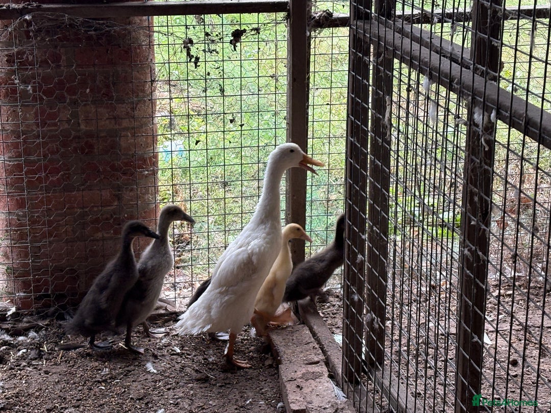 Ducks poultry for sale: Pure Indian running ducklings - Image 1
