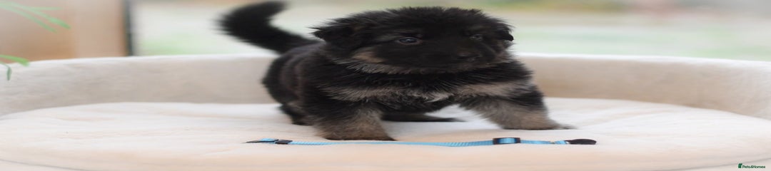 German Shepherd male blue collar 