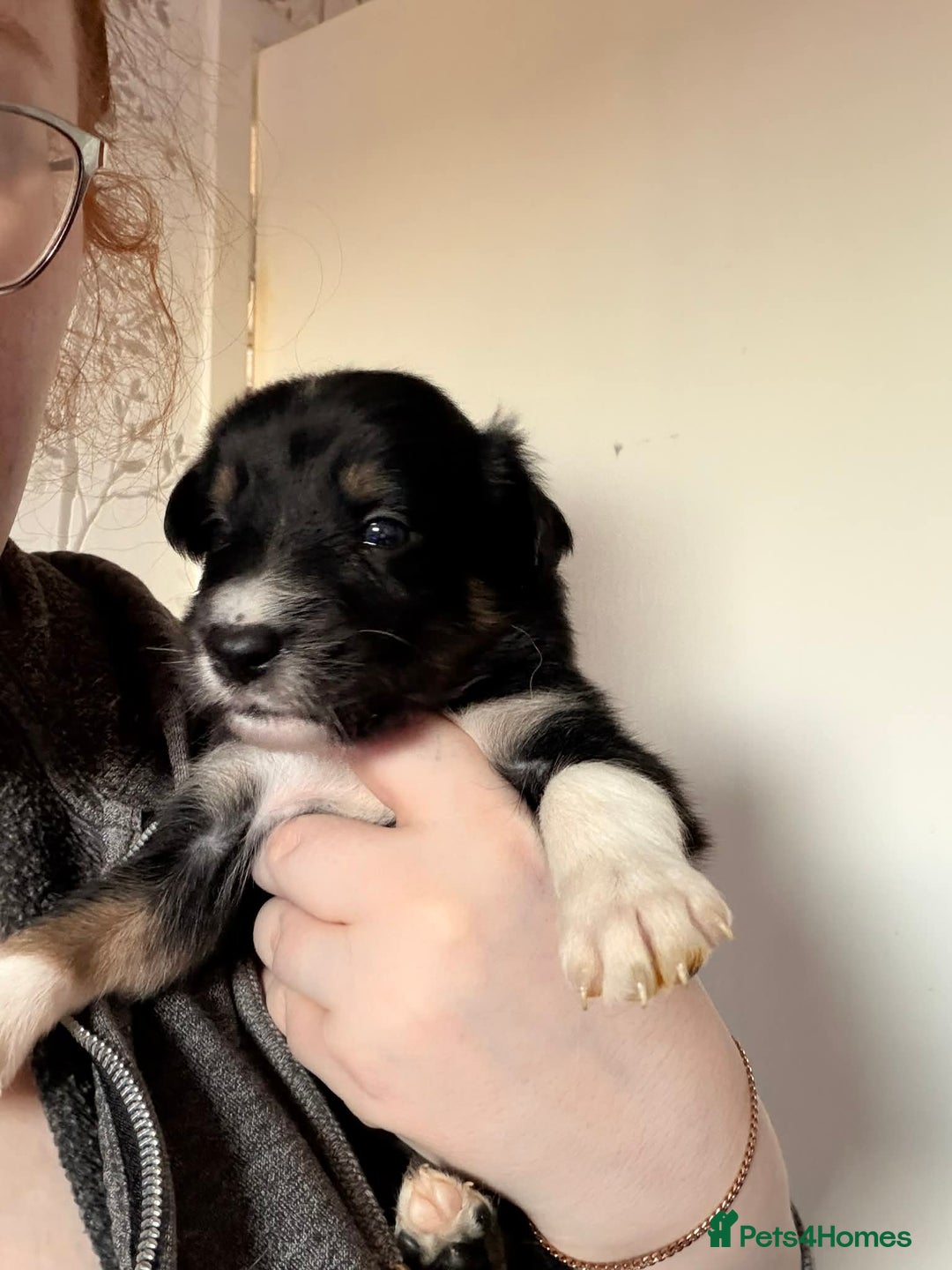 Border Collie dogs for sale: Border collie puppies for sale - Advert 4
