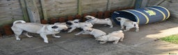 Pug dogs for stud: GORGEOUS KC REG, PDE CLEAR, PROVEN PUG FOR STUD in Newhaven - Advert 11