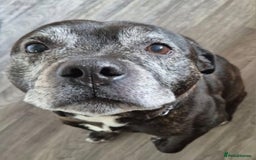 Staffordshire Bull Terrier dogs for sale: Staffie male for adoption - Image 1