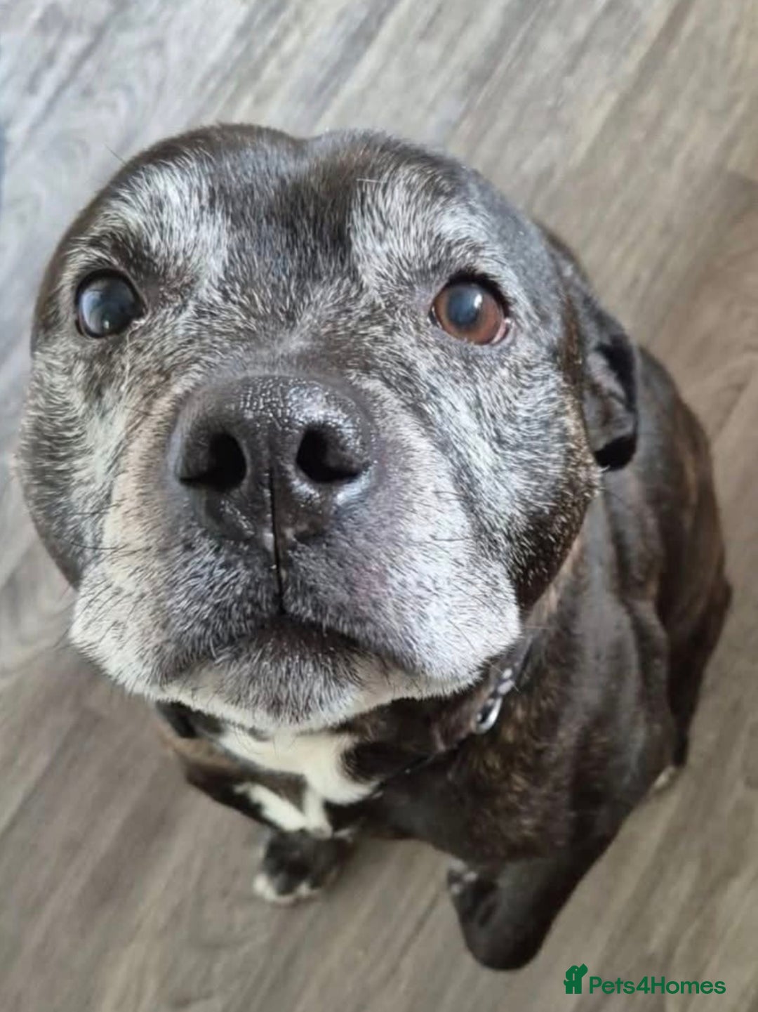 Staffordshire Bull Terrier dogs for sale: Staffie male for adoption - Image 1