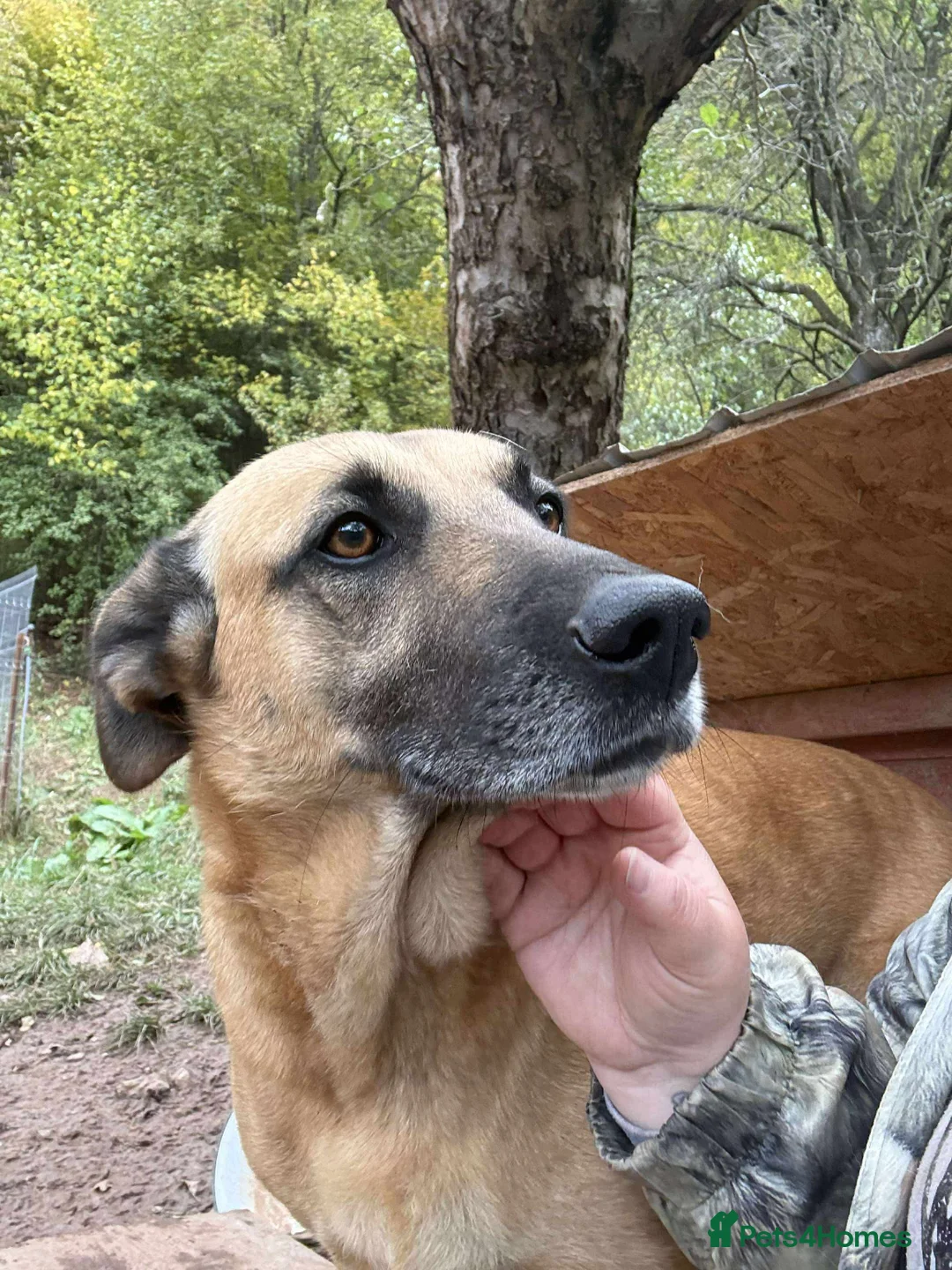 Mixed Breed dogs for adoption: Mara 💜 - Advert 7