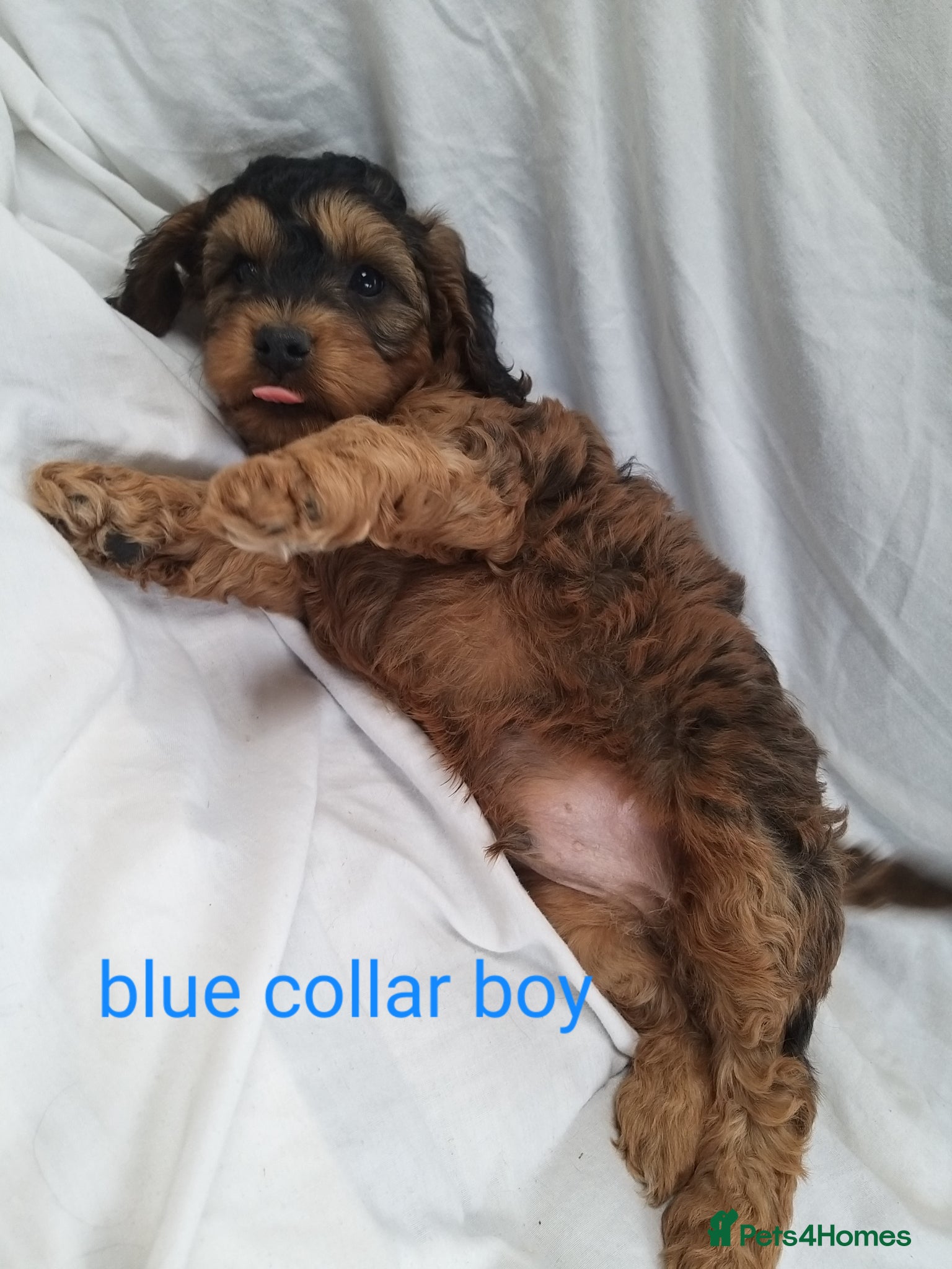 Cockapoo dogs LAST PUP LEFT!! Champion lines f1 cockapoo puppies - Advert 2