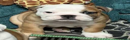 English Bulldog dogs for sale: Champion Line KC Bulldog Puppies Health Tests - Advert 6