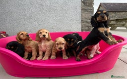 Cocker Spaniel dogs for sale: KC Health tested show type cocker spaniel puppies - Image 14