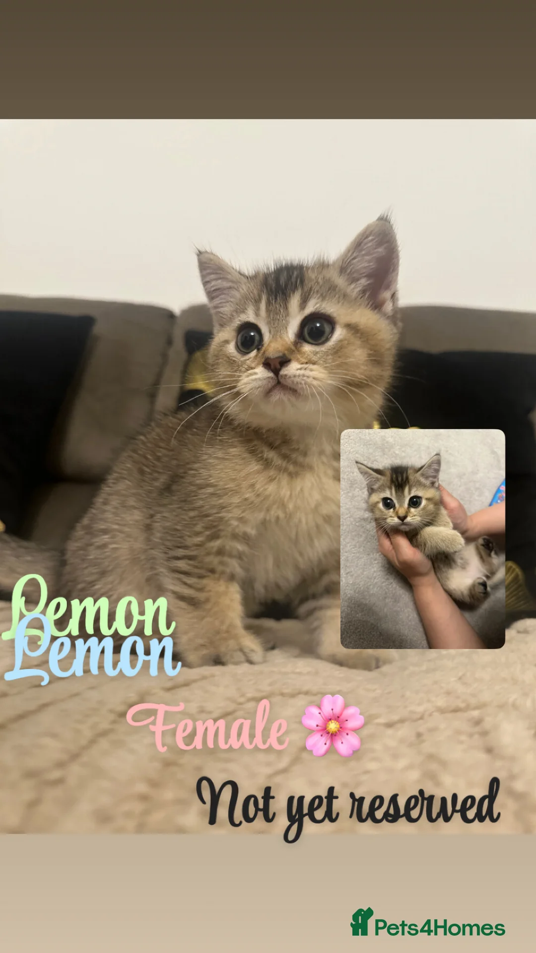 British Shorthair cats for sale: Golden tipped British shorthairs  - Advert 2