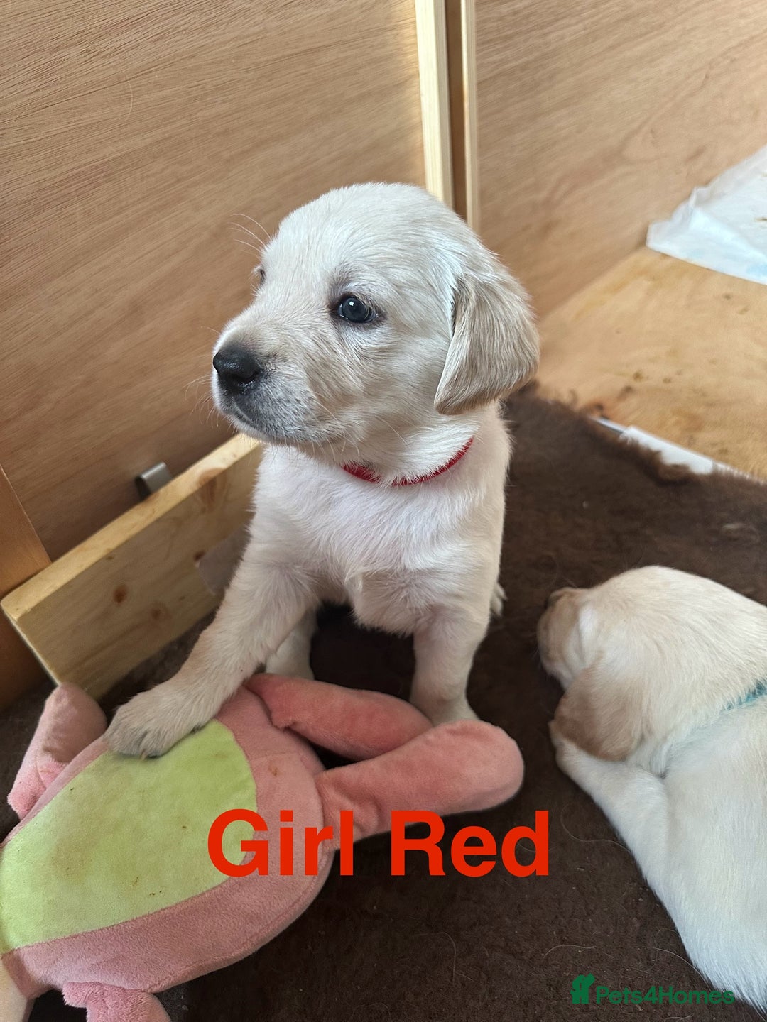 Goldador dogs for sale: Goldadors from KC registered parents  - Advert 6