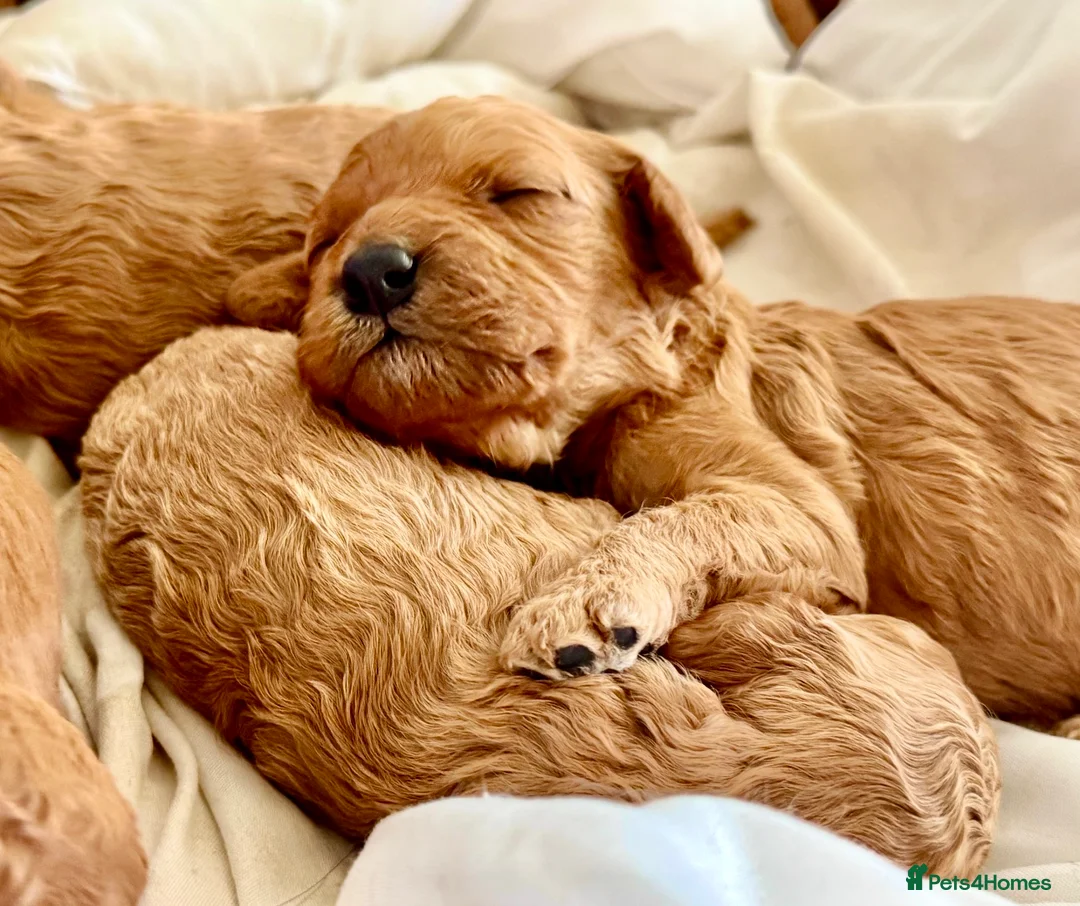 Cavapoo dogs for sale: Dog Trainer Selling Supreme Cavapoo furbabies   - Advert 1