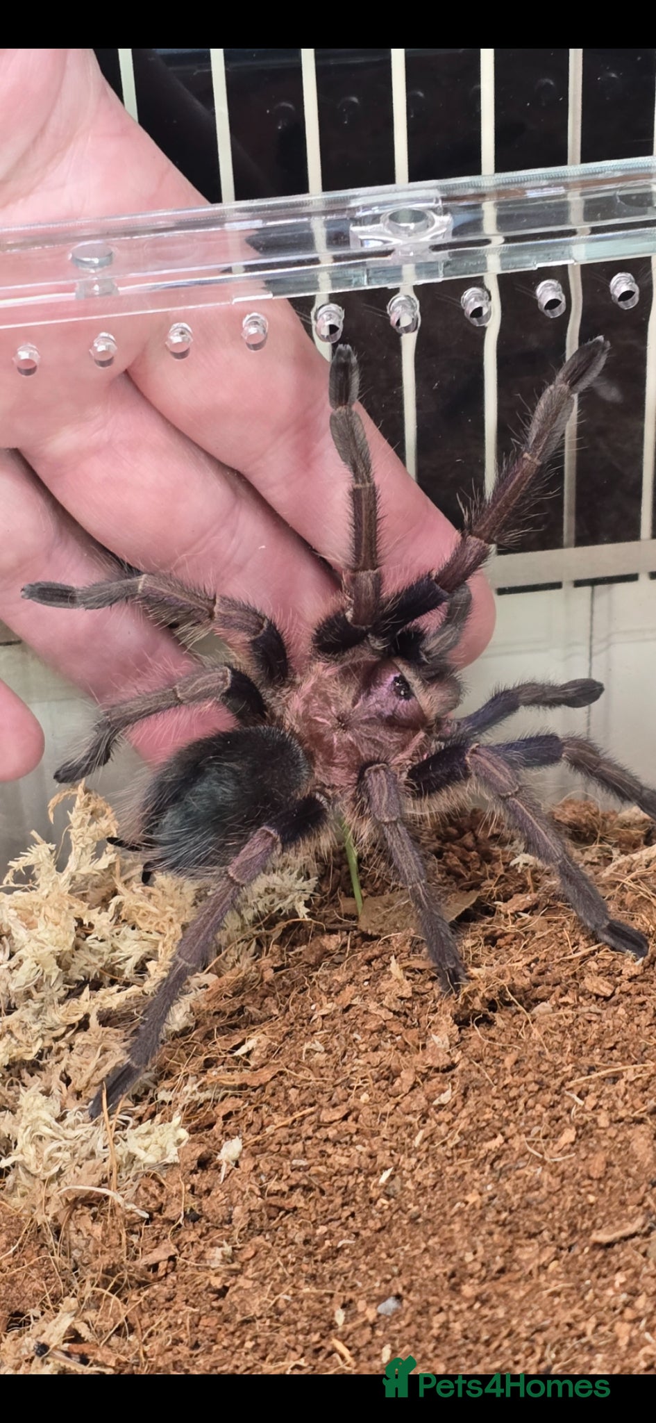 Tarantulas invertebrates ☆☆☆tarantulas ☆☆☆  - Advert 8