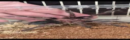 Tarantulas invertebrates for sale: ☆☆☆tarantulas ☆☆☆  - Advert 1