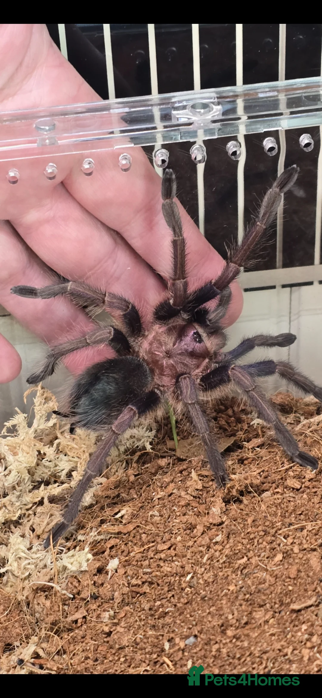 Tarantulas invertebrates for sale: ☆☆☆tarantulas ☆☆☆  - Advert 1
