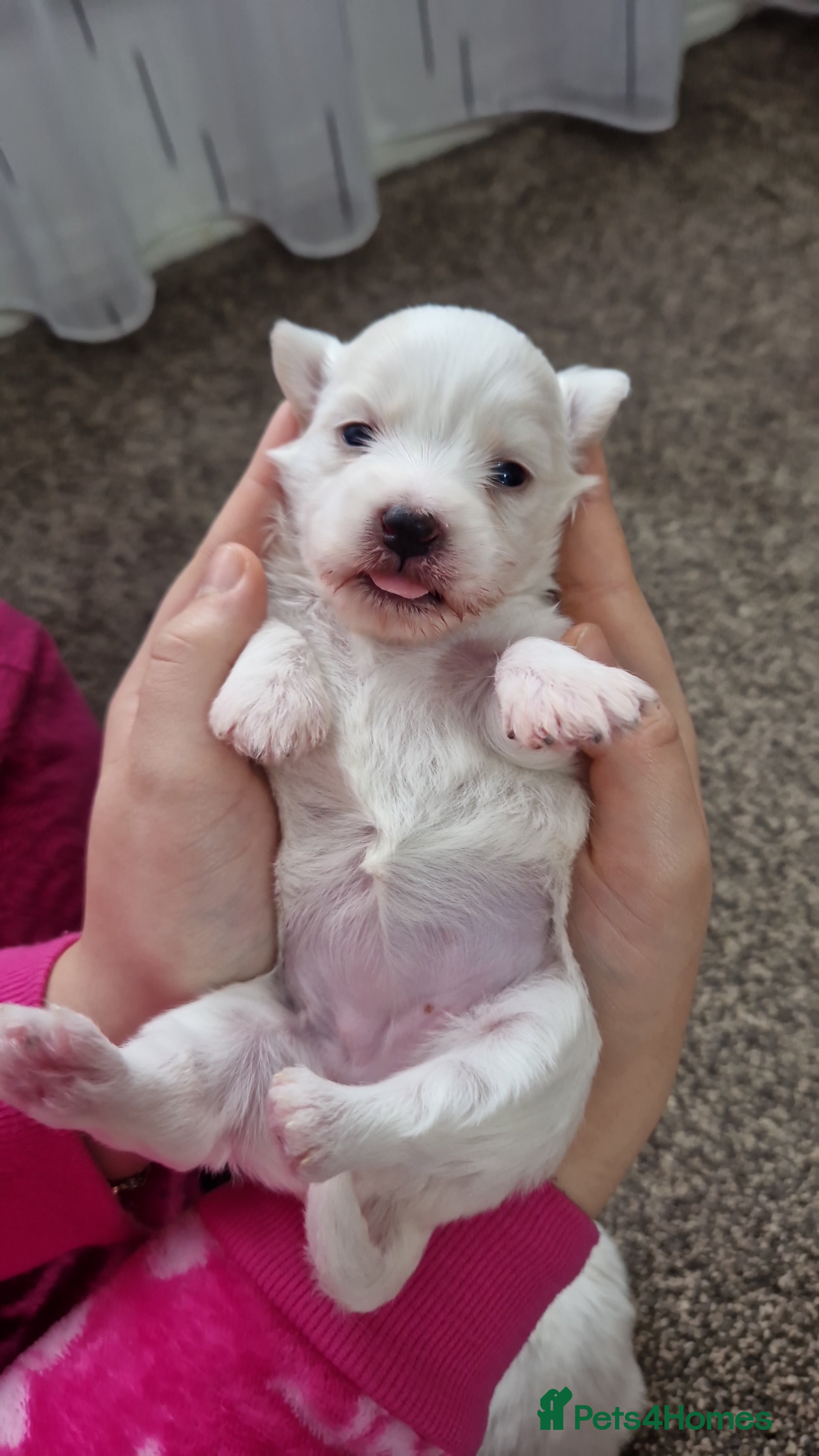 Mixed Breed dogs Bichon havanez  - Advert 1