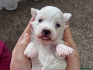 Mixed Breed dogs Bichon havanez - Advert 5