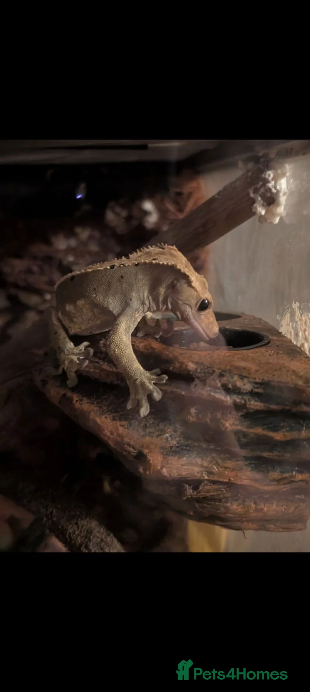 Gecko reptiles for sale: Friendly crested gecko - sale no fault of his own - Advert 2