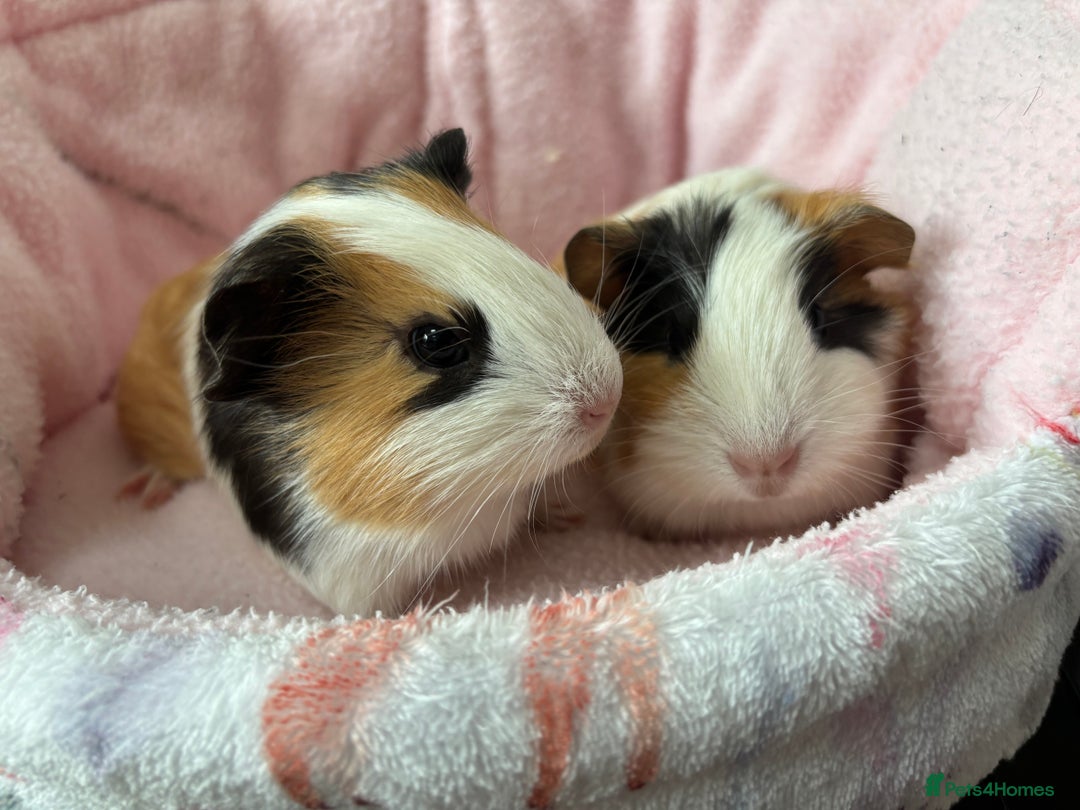 Guinea Pig rodents for sale: 3 Pairs Baby Guinea pigs (2 female pairs 1 male) - Image 7