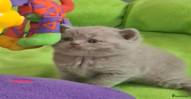 British Shorthair cats - Advert 15