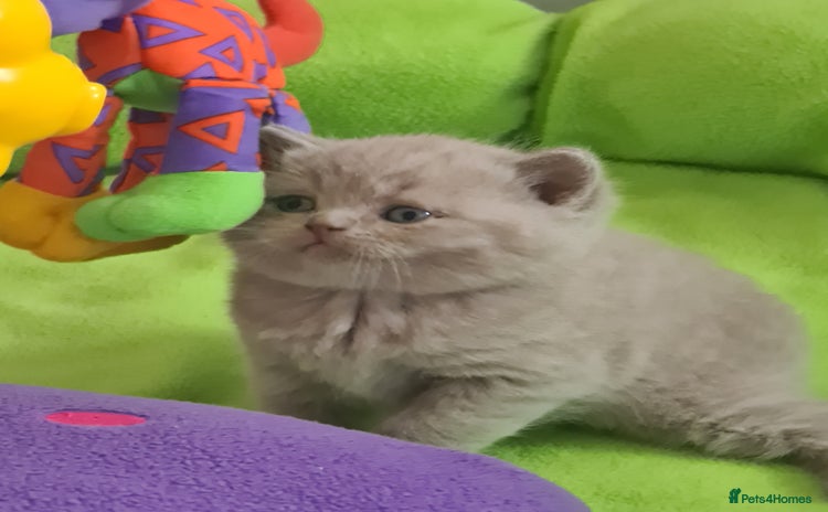 British Shorthair cats - Advert 1