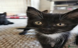 British Shorthair cats for sale: Beautiful male British short hair cross kittens  - Image 7