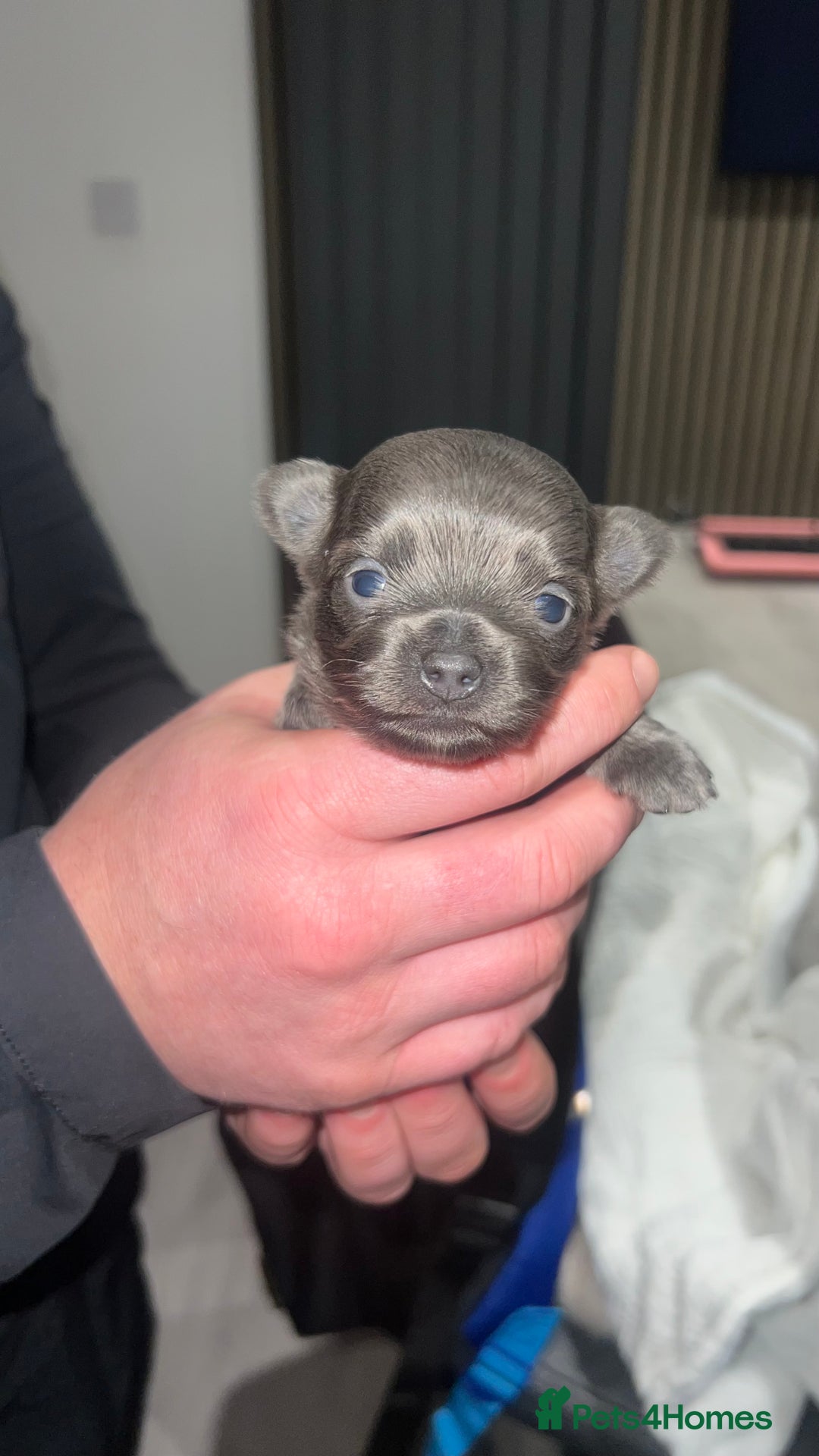 Chihuahua dogs for stud: 1.8kg TikTok star STUD DUTIES ⭐️ - Advert 14