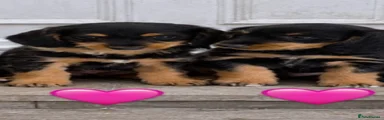 Doxiepoo 5