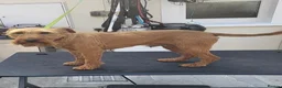 Irish Terrier dogs for sale: Irish terrier puppies for sale  - Advert 6